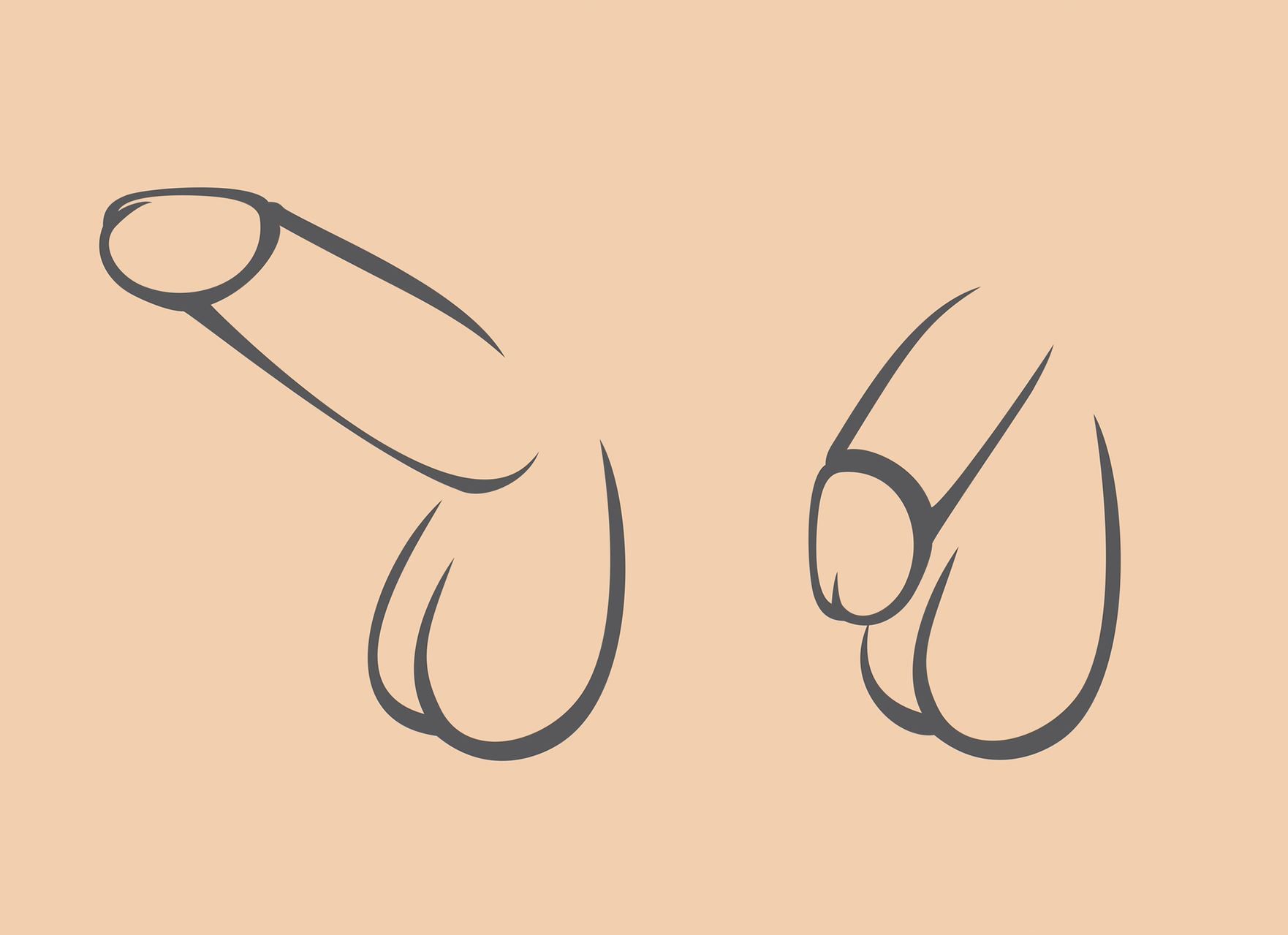 eine Zeichnung von einem erigierten Penis und eine von einem unerigierten Penis