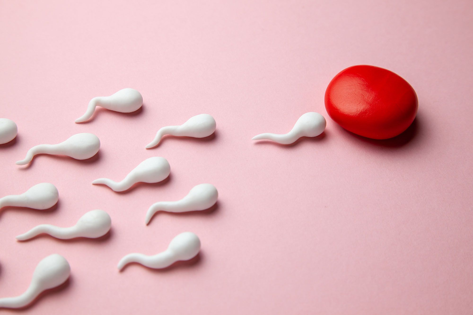 Spermien aus Gummi schwimmen auf eine rote Kugel aus Knetmasse zu