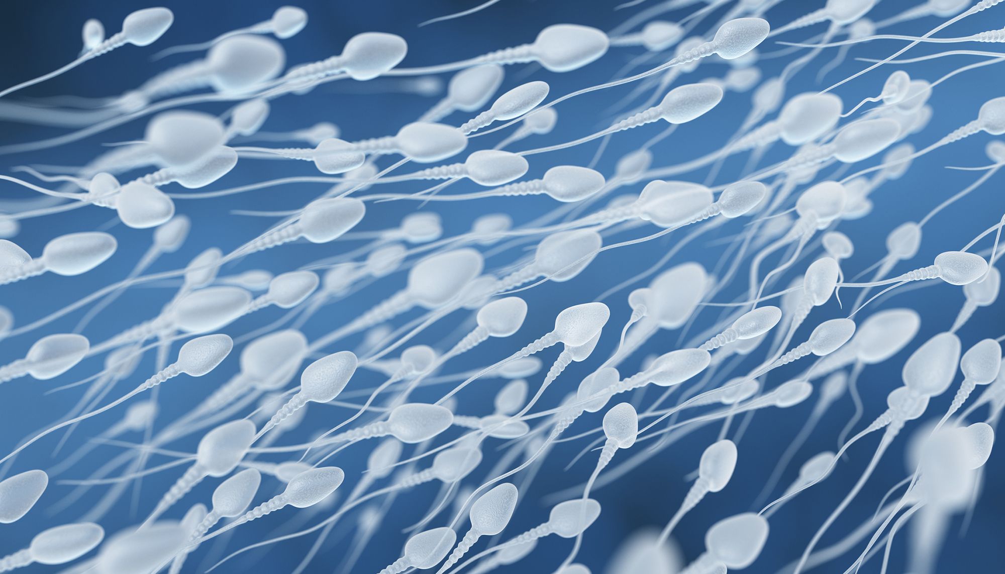 Darstellung vieler Spermien 