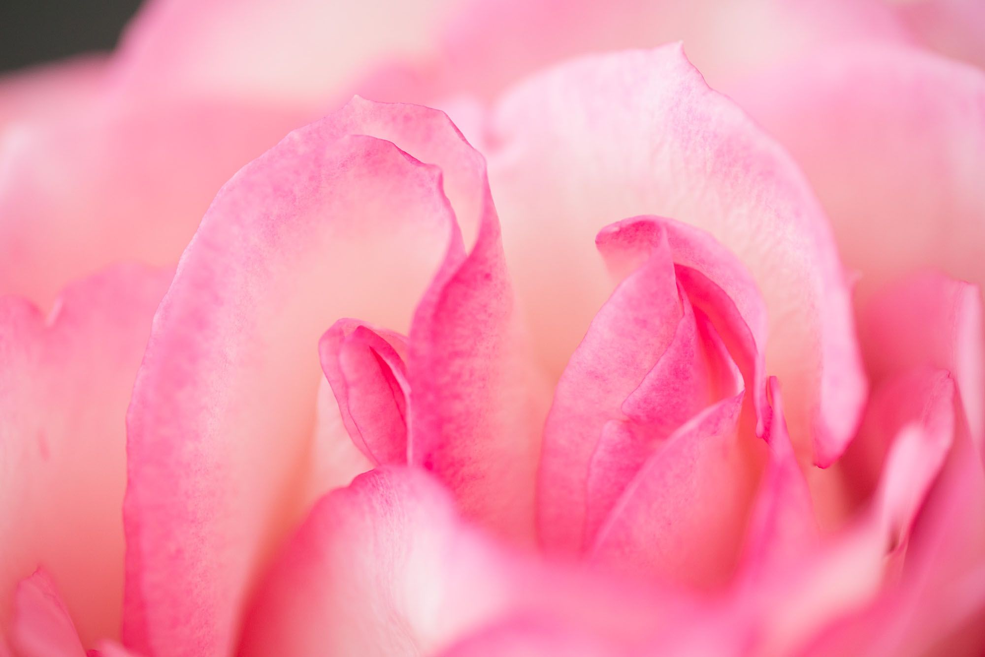 Nahaufnahme einer Rosenblüte