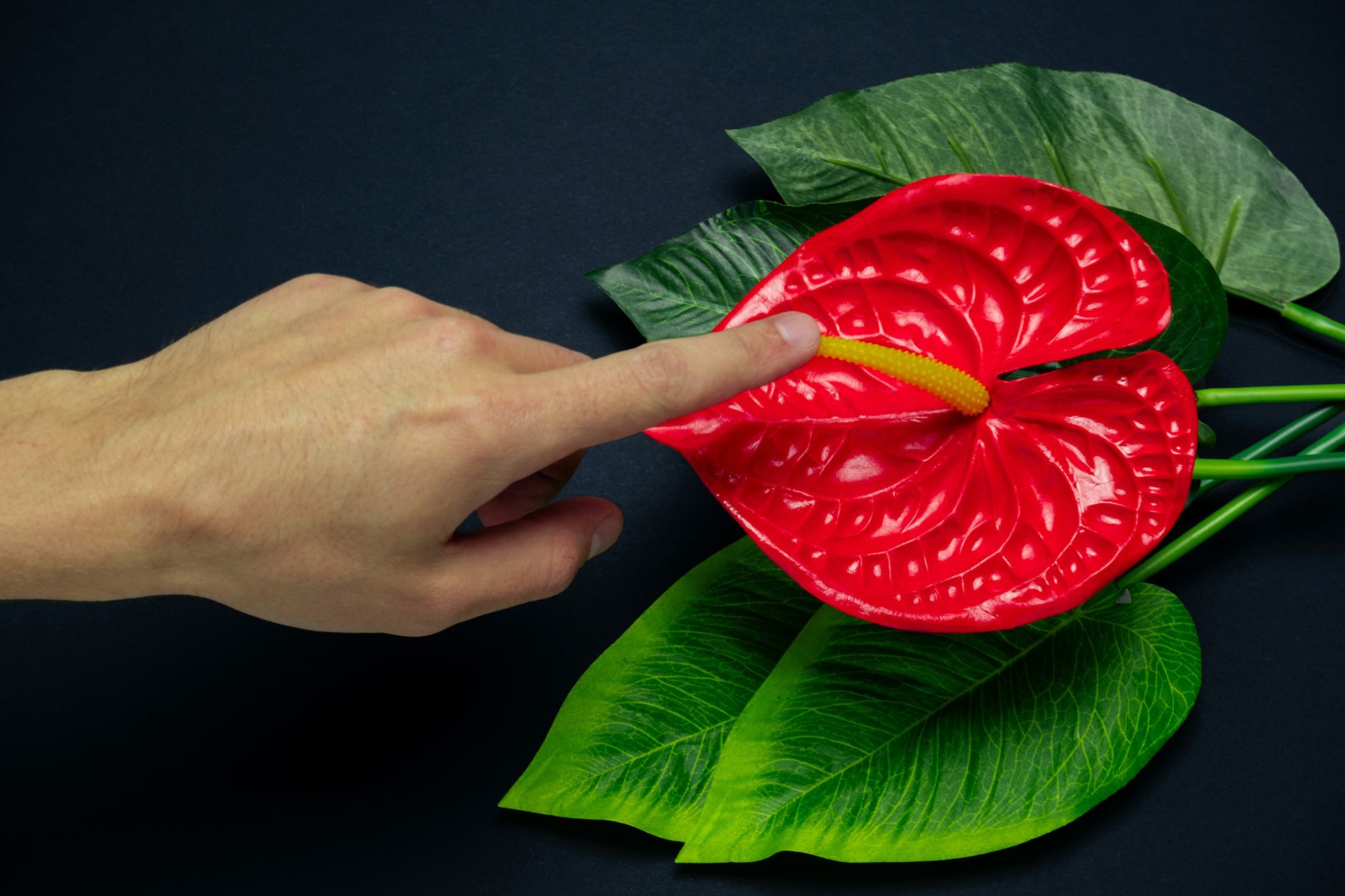 Mann legt den Finger auf den Blütenstempel einer roten Blüte