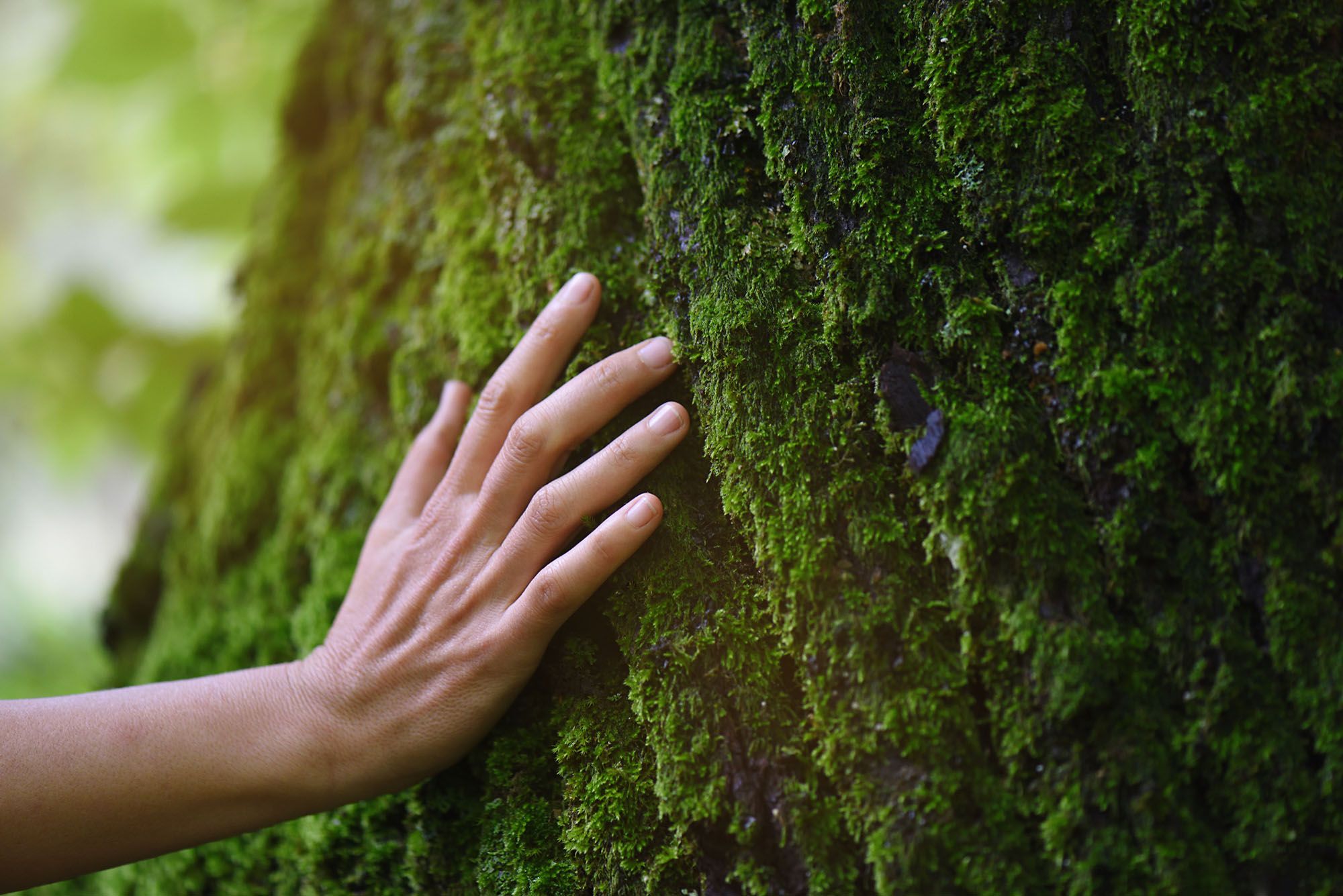 Dendrophilie: Frau streichelt mit der Hand über einen Baum