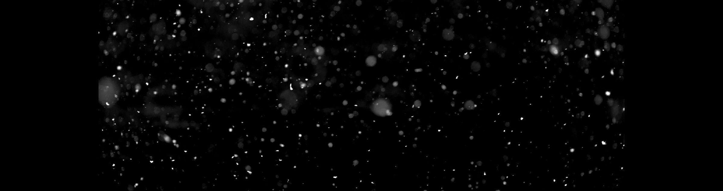 Schneeflocken vor schwarzem Hintergrund