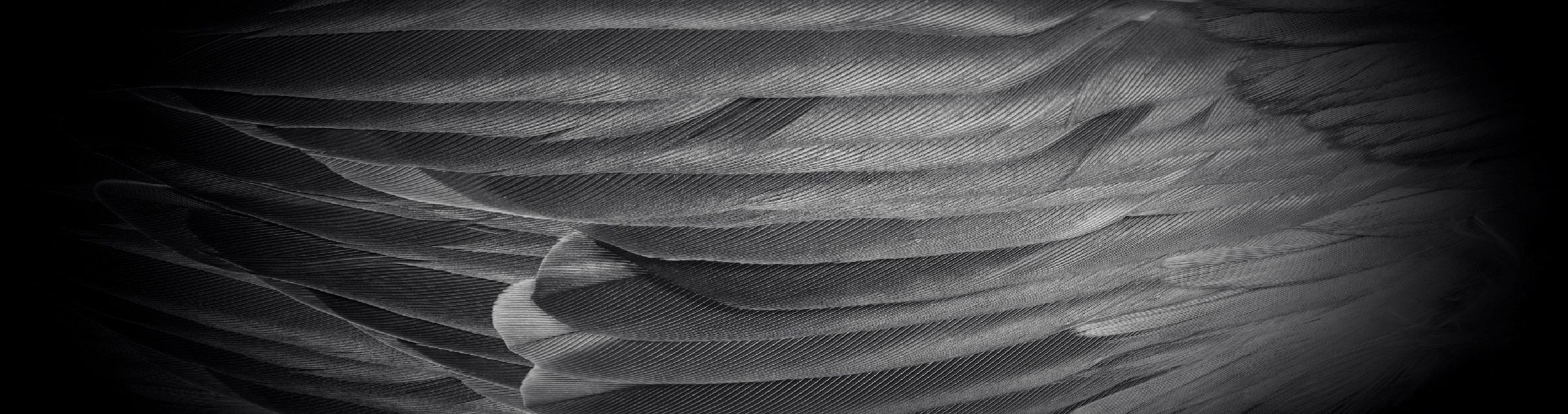 Graue Flügel nehmen das Bild ein