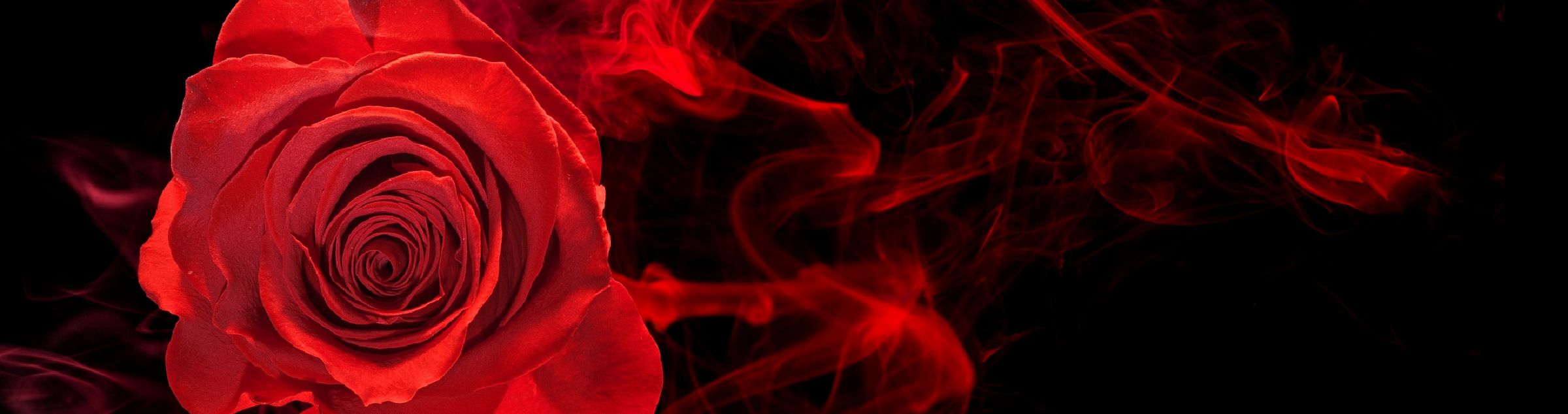 Eine rote Rose, umweht von roten Rauchschwaden vor einem schwarzen Hintergrund