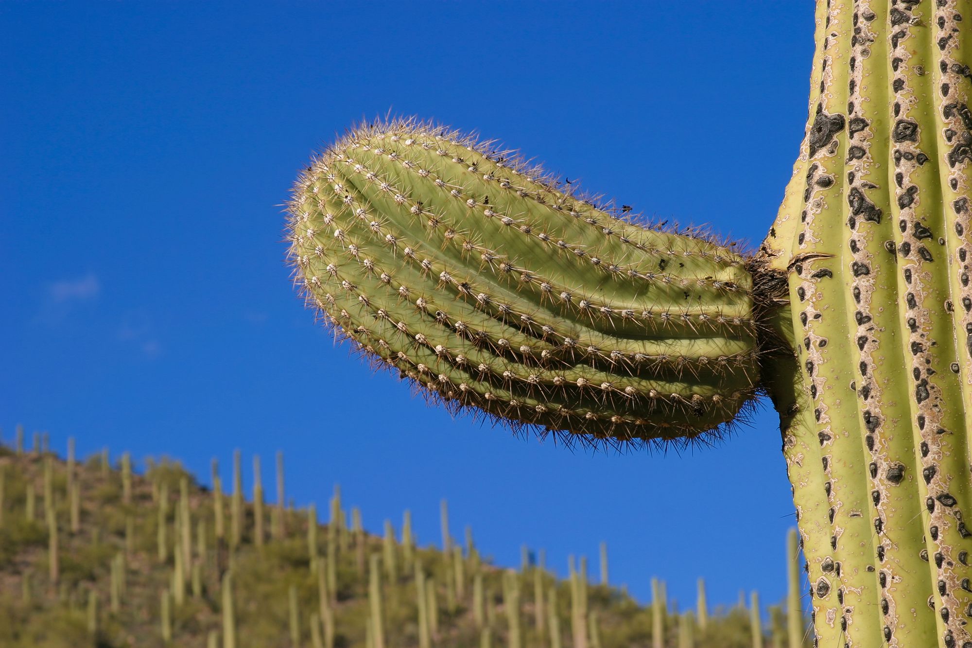 Ast eines Kaktus, der aussieht wie ein Penis mit Penisring