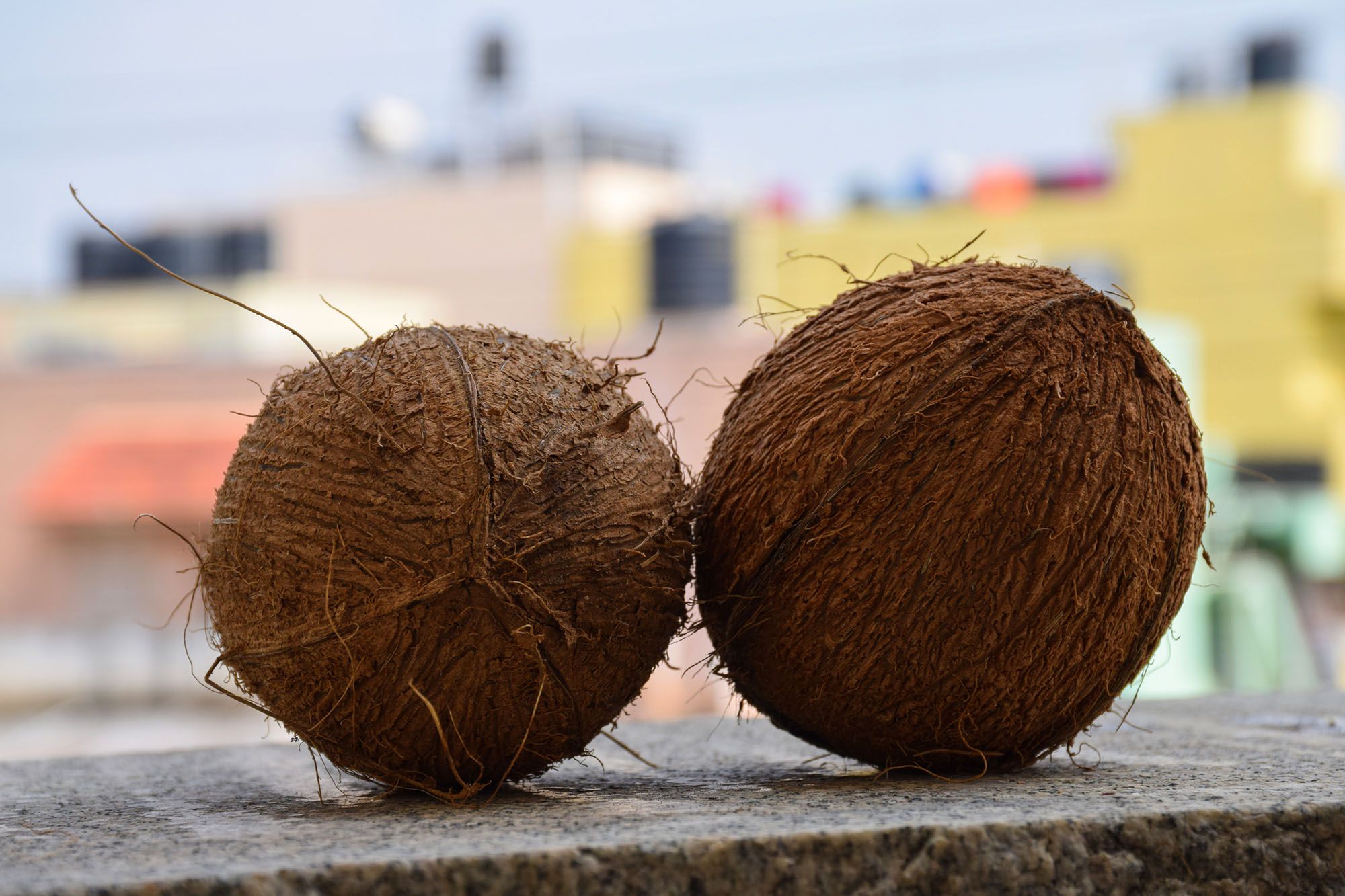 Zwei Kokosnüsse auf einer Mauer vor einer Stadt im Hintergrund