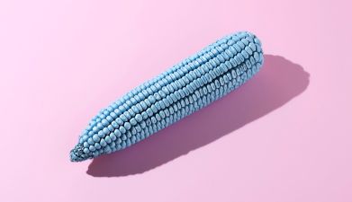 Ein blauer Maiskolben vor einem rosa Hintergrund