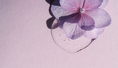 Eine zart-lila Blüte vor einem hell-lilanem Hintergrund