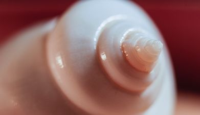 Eine Nahaufnahme von einer Muschel, die wie ein Nippel aussieht