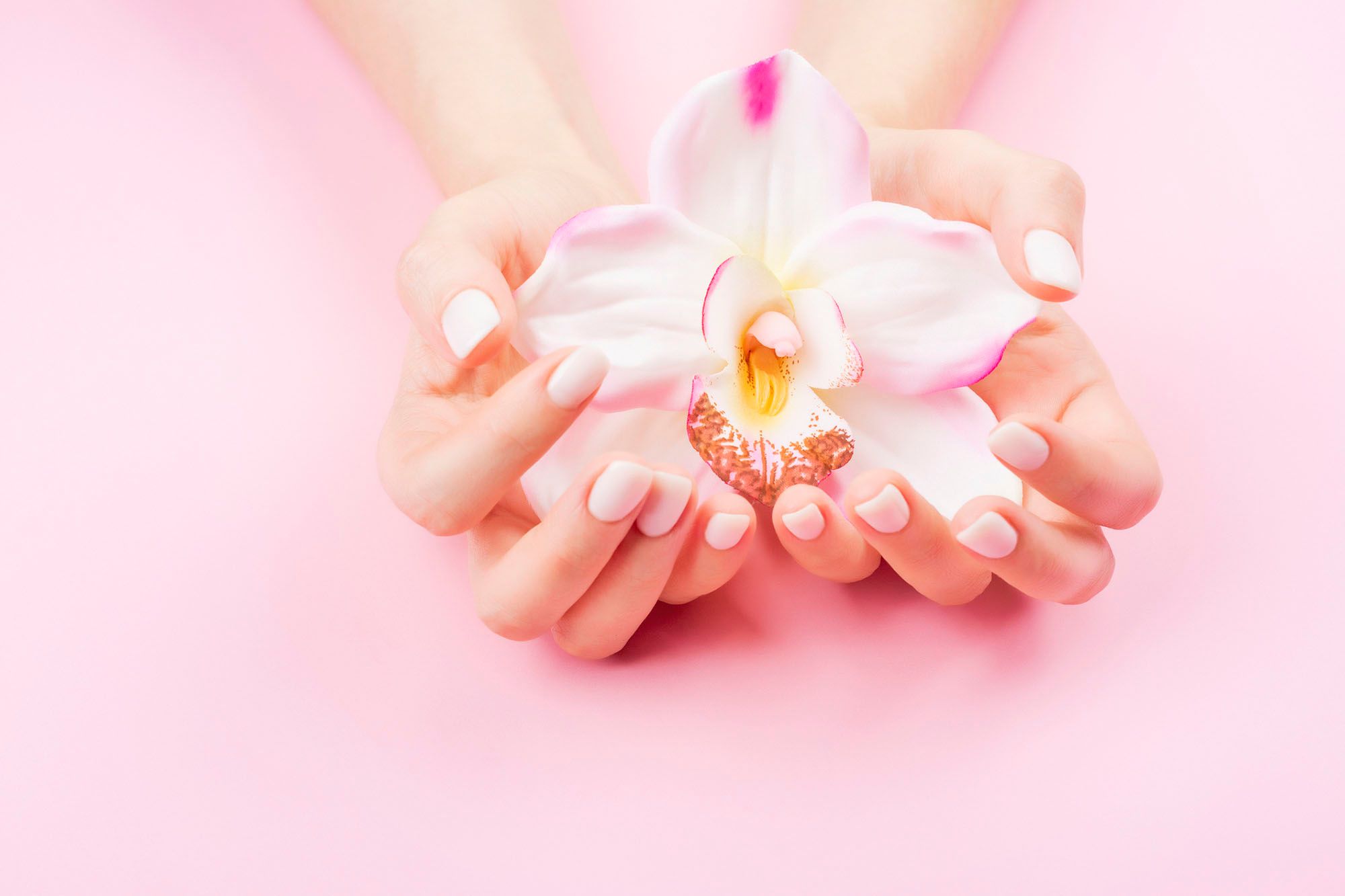 Zwei Hände, die eine Orchideenblüte halten
