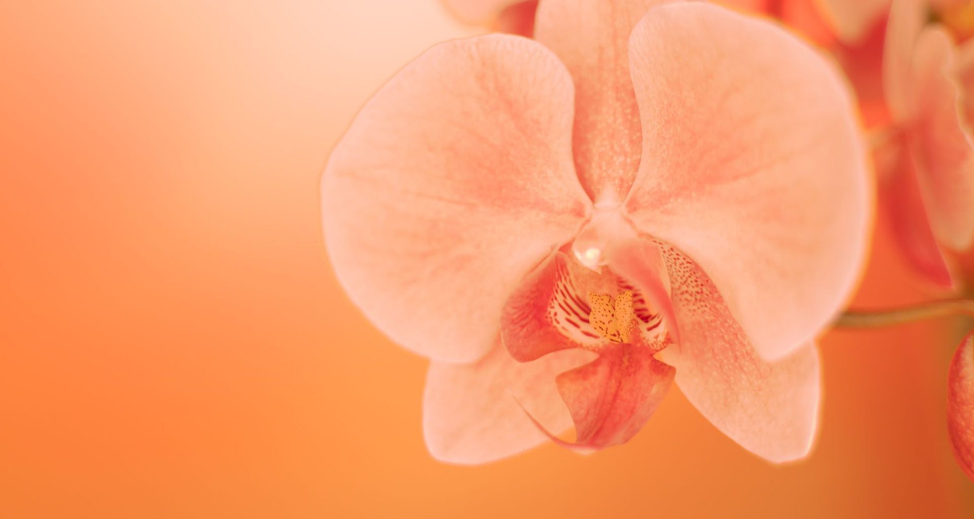 Orchideenblüte vor orangenem Hintergrund