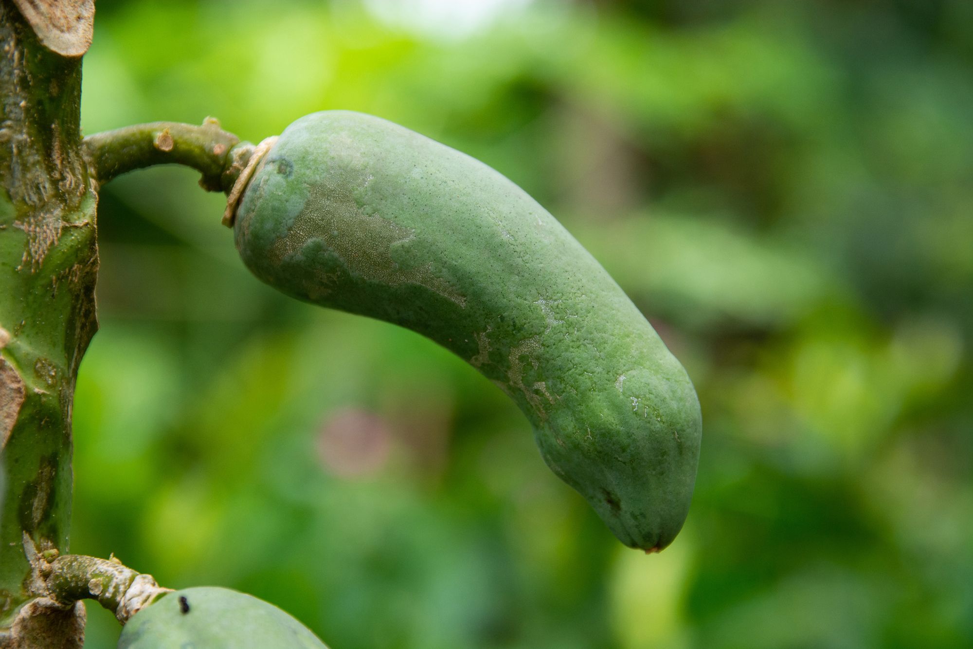 Krumme grüne Penis-Frucht.