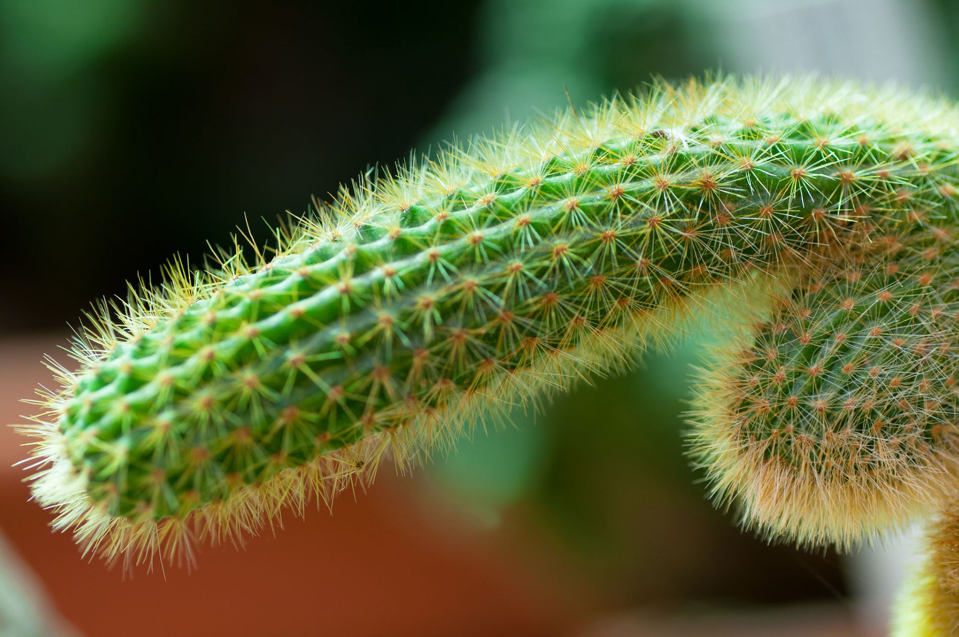 Kaktus in Penisform