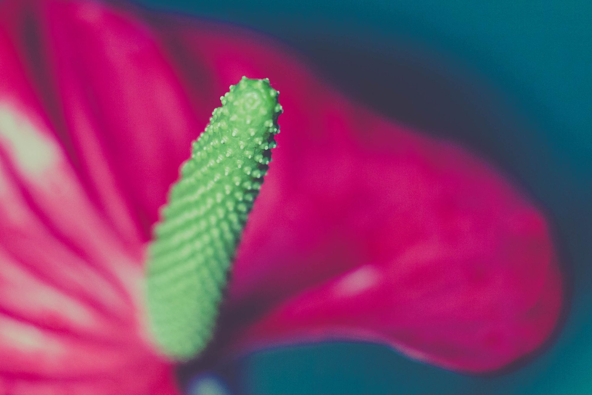 Blütenstempel einer Pflanze, de wie ein Penis hervorsteht