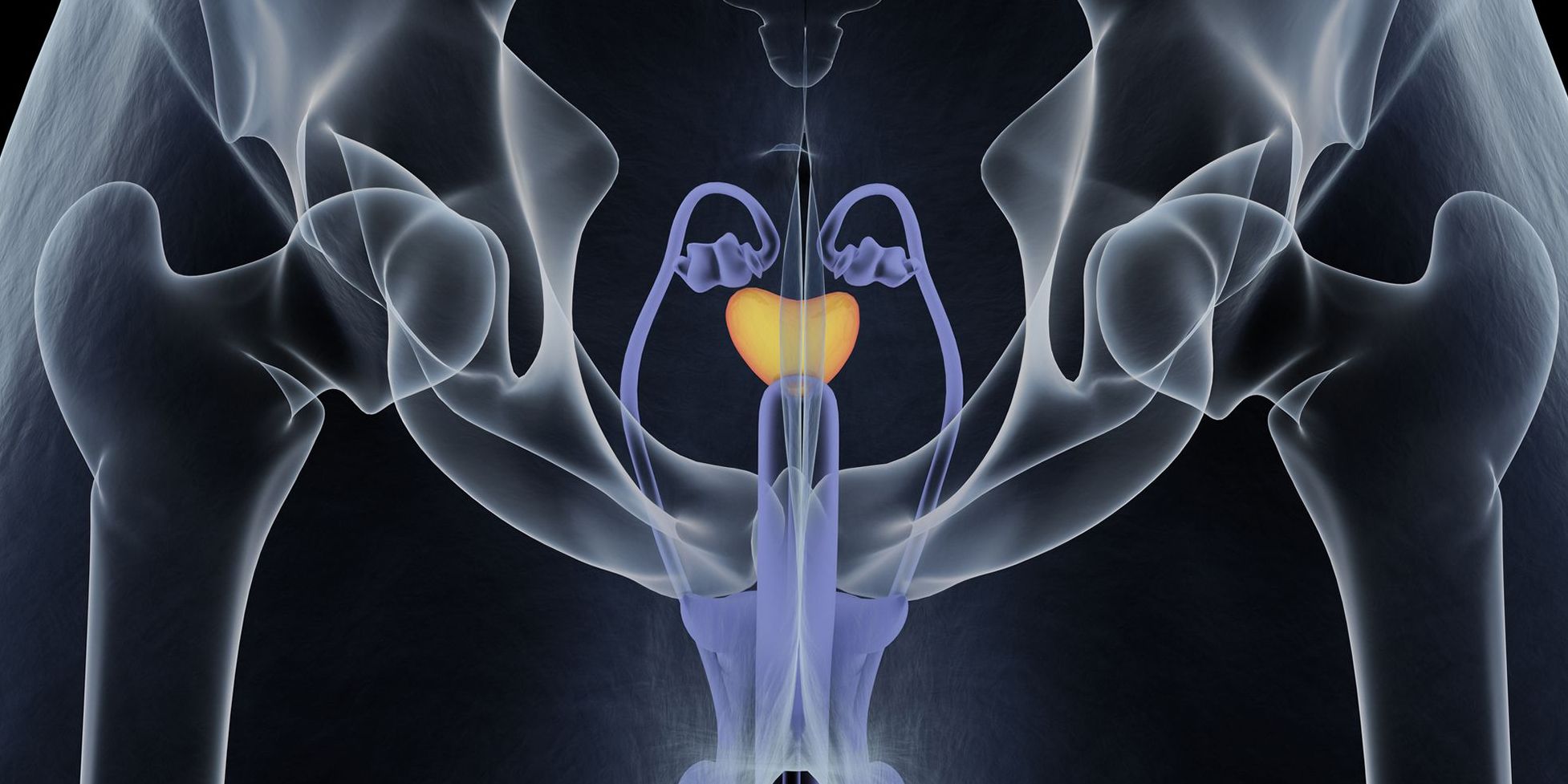 Darstellung der Prostata im Körper