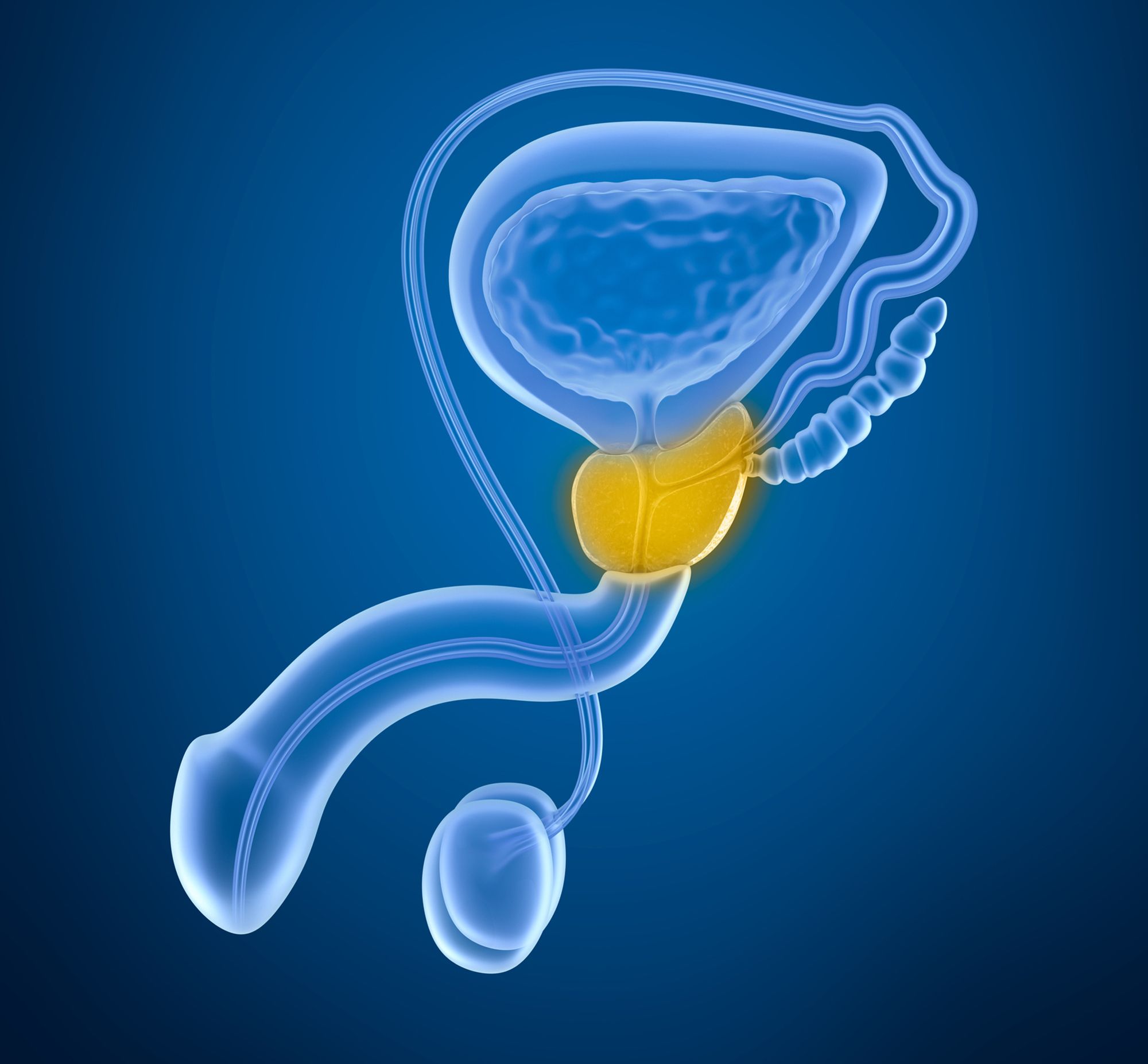 grafische Darstellung von Prostata, Blase und Harnröhre
