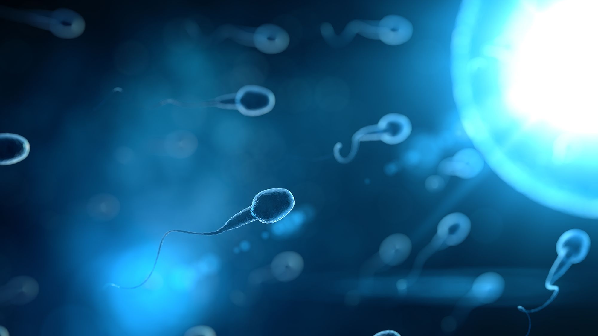 Spermien schwimmen herum