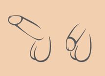 eine Zeichnung von einem erigierten Penis und eine von einem unerigierten Penis
