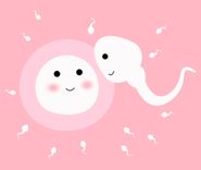 Grafische Darstellung einer Eizelle und eines Spermiums