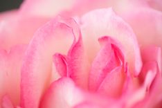 Nahaufnahme einer Rosenblüte