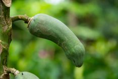 Gemüse in Form eines Penis