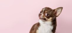 Brauner Chihuahua mit irritiertem Gesichtsausdruck auf pinkem Hintergrund