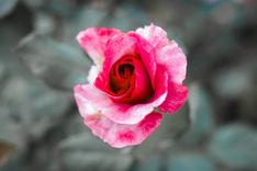 Sich öffnende rosa Rosenblüte