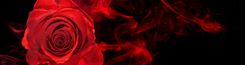 Eine rote Rose, umweht von roten Rauchschwaden vor einem schwarzen Hintergrund