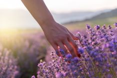 Frau streift mit der Hand Lavendelblüten in einem Feld