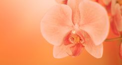 Orchideenblüte vor orangenem Hintergrund
