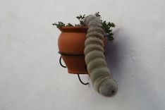 Pflanze in Penisform, die aus einem Blumentopf herausragt