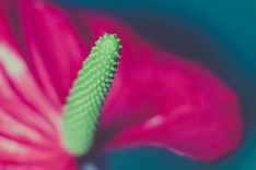 Blütenstempel einer Pflanze, de wie ein Penis hervorsteht