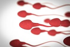 Rote Spermien auf weißem Hintergrund