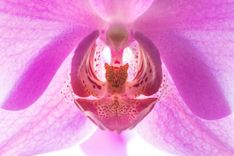 Nahaufnahme des Inneren einer Orchideenbüte