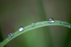 Wassertropfen auf einem Grashalm als Symbolbild für Wet Dreams