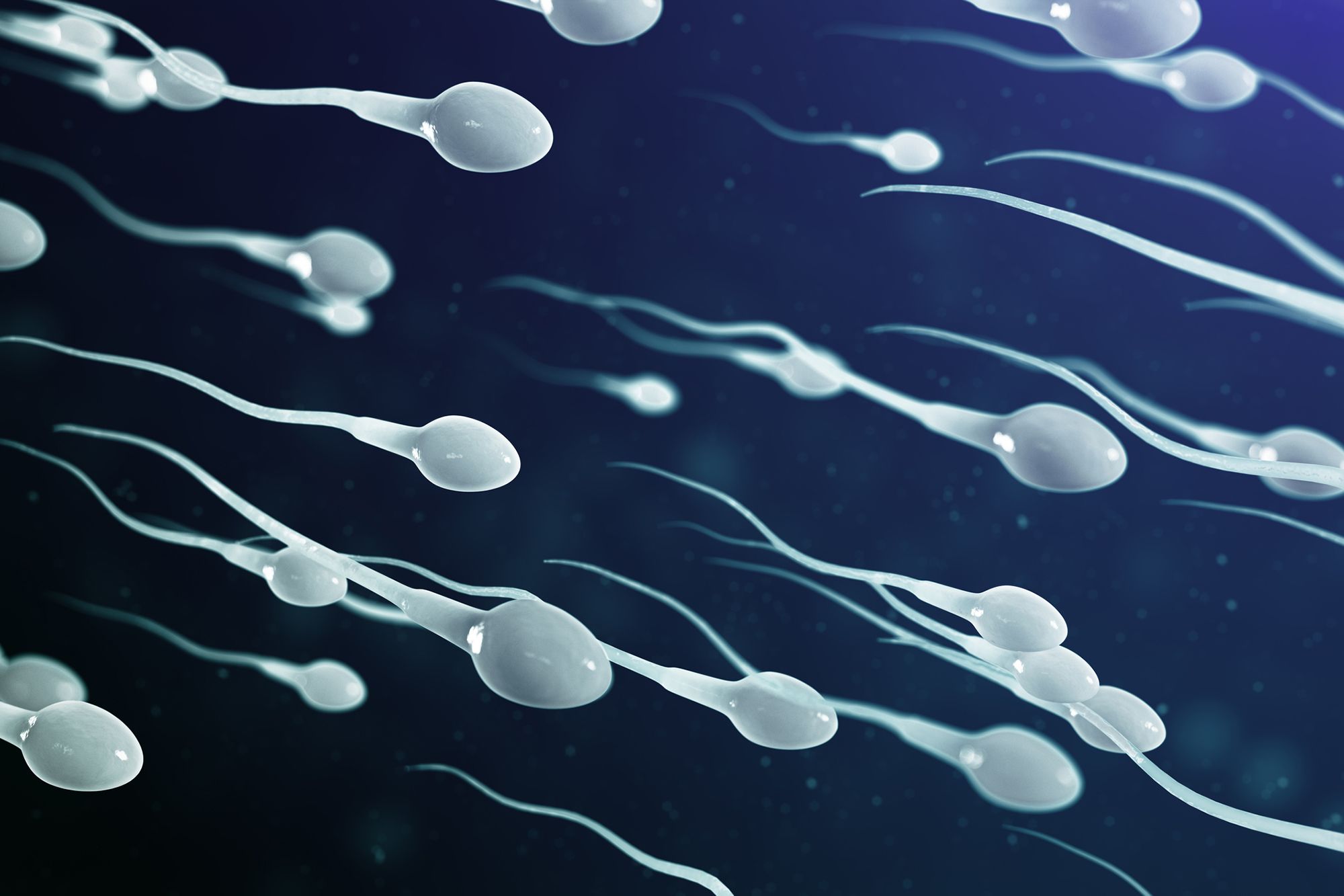 Spermien vor einem blauen Hintergrund. 